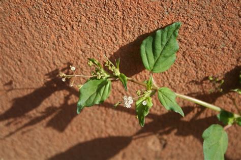 African Plants A Photo Guide Boerhavia Erecta L