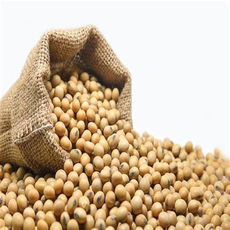 Buy Wholesale Czech Republic Non Gmo High Grade Good Quality Soy Beans