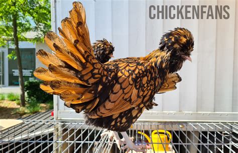 Top 15 Brown Chicken Breeds All Beginner Friendly Chicken Fans