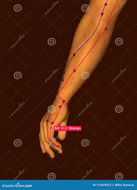 Acupuncture Point Si2 Qiangu 3d Illustration Brown Background Stock