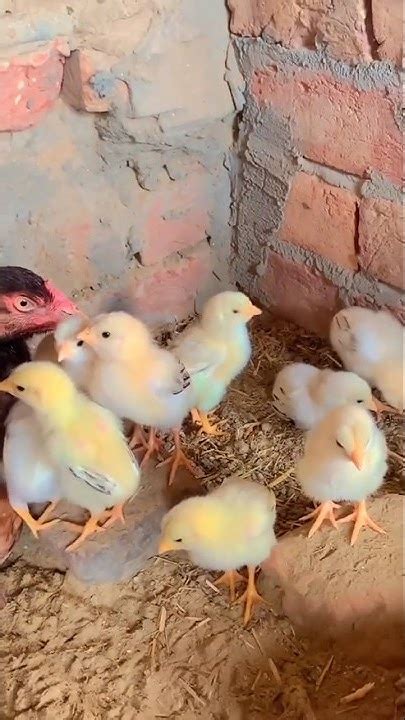 New Born Chicks With Hen 😍 Aseel Chicks Chicks Care Challenge