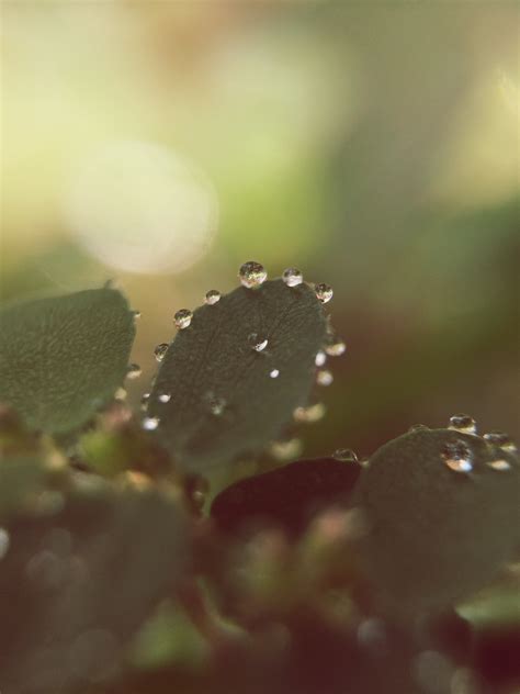 Images Gratuites eau la nature branche laissez tomber rosée