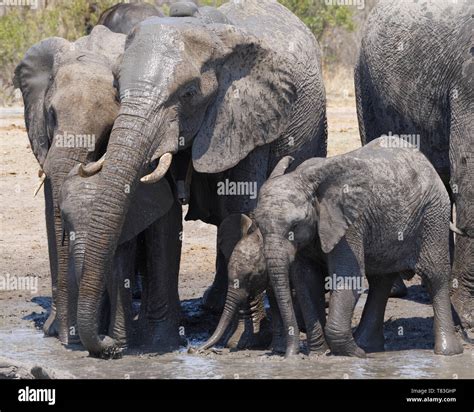 African Bush Elephants Loxodonta Africana Herd With Calves And Baby