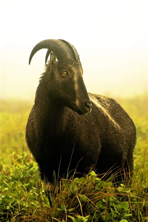 Nilgiri Tahr - Wildlife in India