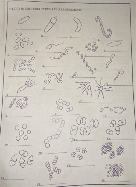 Solved SECTION 6: BACTERIA TYPES AND ARRANGEMENTS SECTION | Chegg.com