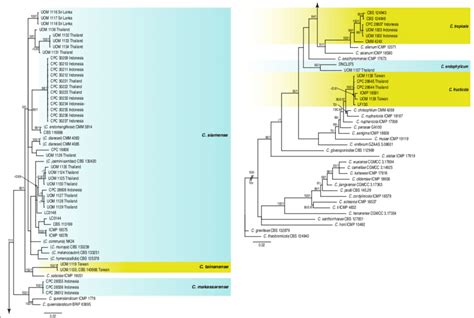 Phylogenetic Analysis Of Colletotrichum Isolates In The Gloeosporioides Download Scientific