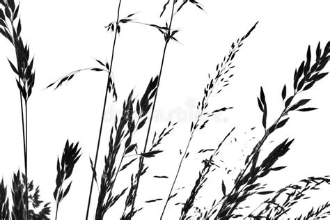 Silhouettes of Grass - Black Shape Isolated on a White Stock Photo ...