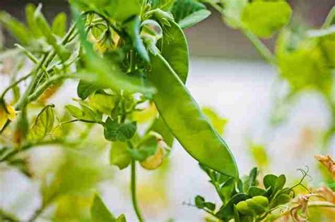 How To Grow Snap Peas In Containers