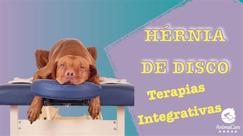 H Rnia De Disco Em Cachorro Idoso Medicina Integrativa Veterin Ria