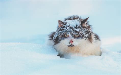 Hiver Trop Froid Pour Mon Chat My Happy Pets