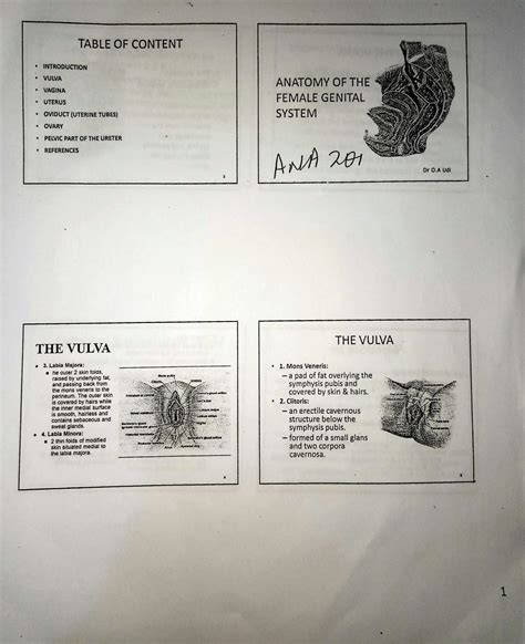 SOLUTION Pelvis And Perineum Studypool