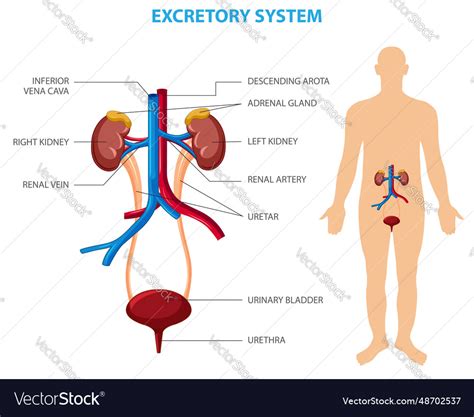 Human Excretory System Royalty Free Vector Image