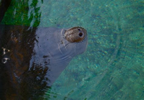 The Eighth Dimension: Manatees at Blue Springs State Park, Florida (Photos)