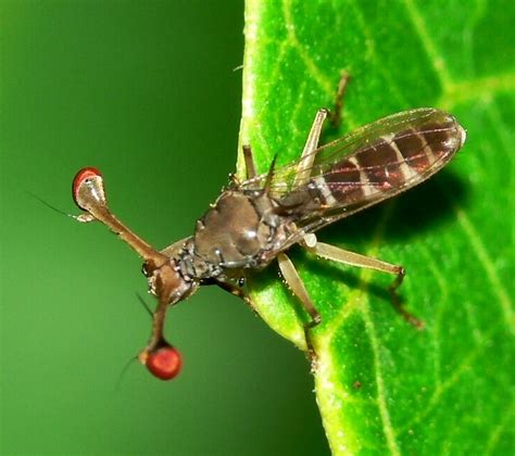 Stalk Eyed Fly النَوْضَرِيَّات أو كما يعرف بالذباب ذات العينين الساقية