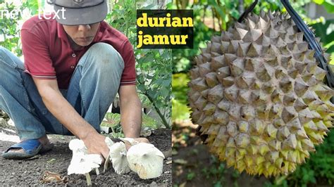 Ketemu Lagi Durian Dan Jamur Dikebun Youtube