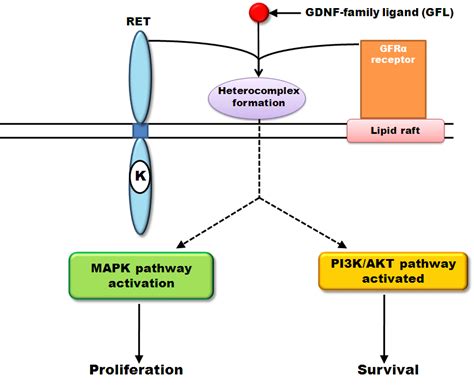 Ret Gene Mutation In Thyroid Cancer - CancerWalls