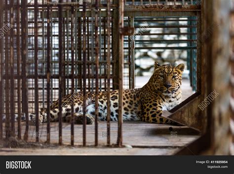 Persian Leopard Cage. Image & Photo (Free Trial) | Bigstock