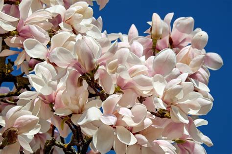 3,000+ Free Violetti Magnolias & Magnolia Photos - Pixabay