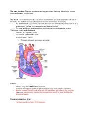 Comprehensive Guide On The Circulatory System Course Hero