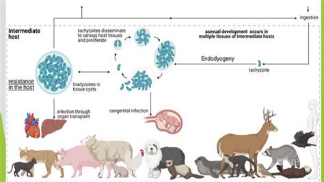 Toxoplasmosis Pptx