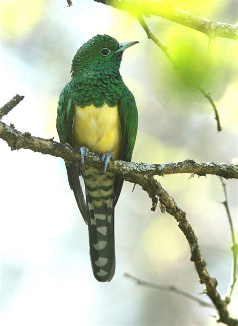 African Emerald Cuckoo – Ferncliffe