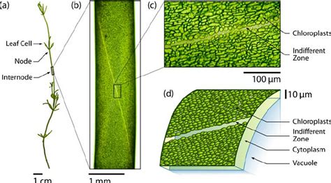 Elodea Cell Labeled Vacuole