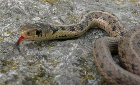 garden snakes in ohio | Fasci Garden