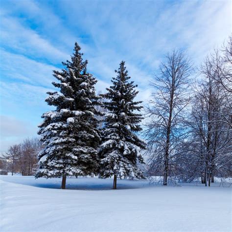 Snowy Two Pine Trees stock photo. Image of snowy, evergreen - 35281928