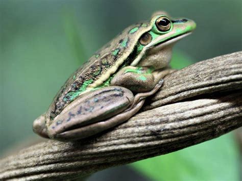 Rare frogs breeding at reptile park | Lismore City News | Lismore, New South Wales