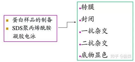 Western Blot经验大盘点，有这一篇就够了 知乎