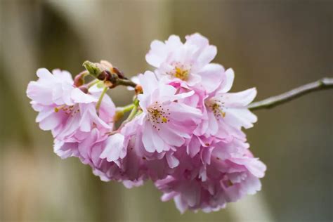 Prunus (Prunus) – A to Z Flowers