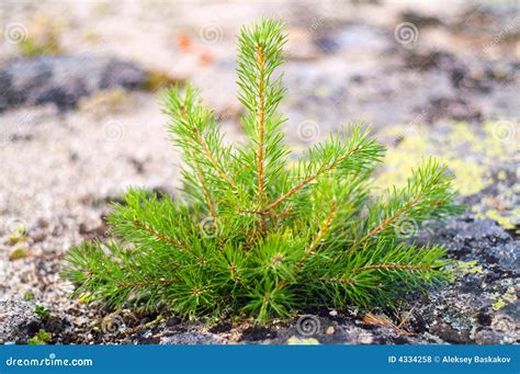 Small Pine Tree Royalty Free Stock Photos Image 4334258