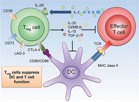 Mechanisms Of Treg Cellmediated Suppression Treg Ce Open I