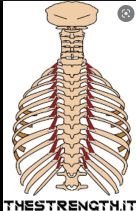 Flashcard Anatomia Muscoli Elevatori Delle Coste Quizlet