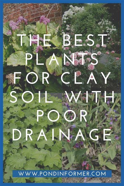 Gardening The Best Plants For Clay Soil Grow In Full Sun And Partial