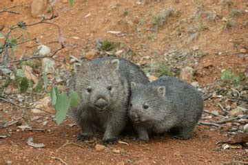 The Habitat Advocate » Blog Archive Upheaval - The Habitat Advocate