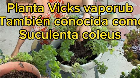 Planta De Vicks Vaporub Y Sus Beneficios Transplante Floracion YouTube