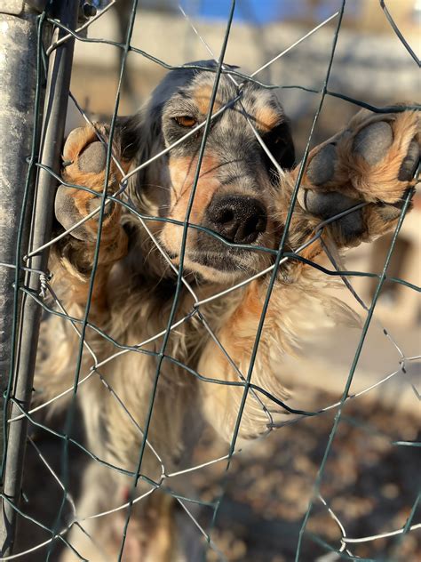 Un Tesoro di Cane odv - Un Tesoro Di Cane