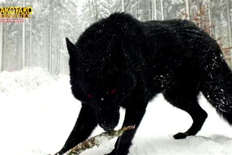 Total Images Cuanto Mide Un Lobo De Alaska Viaterra Mx