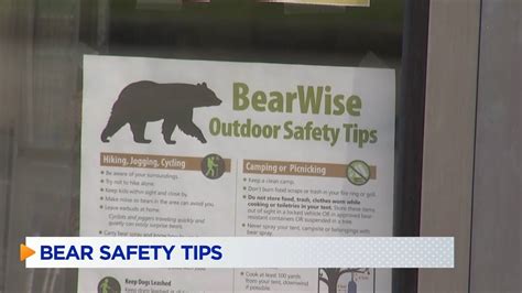 What To Do If You See A Black Bear As One Travels Through Signal
