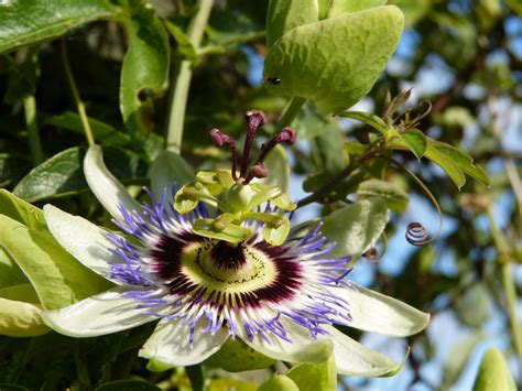 Yuyos autóctonos 5 plantas medicinales del Uruguay