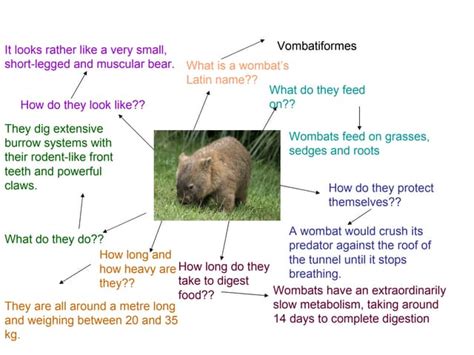 Wombat | PPT