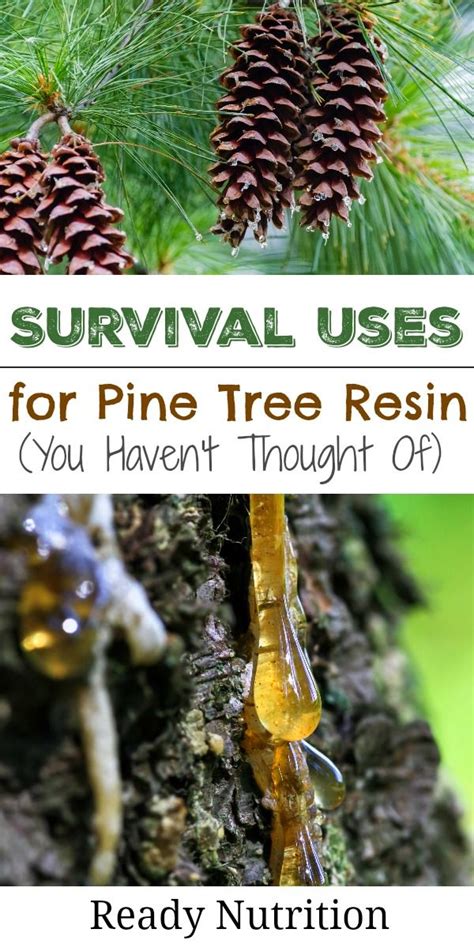 Pine Resin Has Many Uses Especially In A Survival Situation Read More