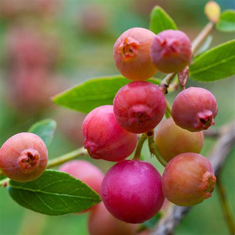 Buy Pink Lemonade Blueberry Bush For Sale Perfect Plants