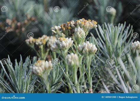 Flor De Edelweiss Foto De Archivo Imagen De Flor Edelweiss 140981208