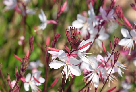 How to Grow Gaura