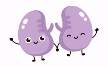 kidney animation gifs tenor