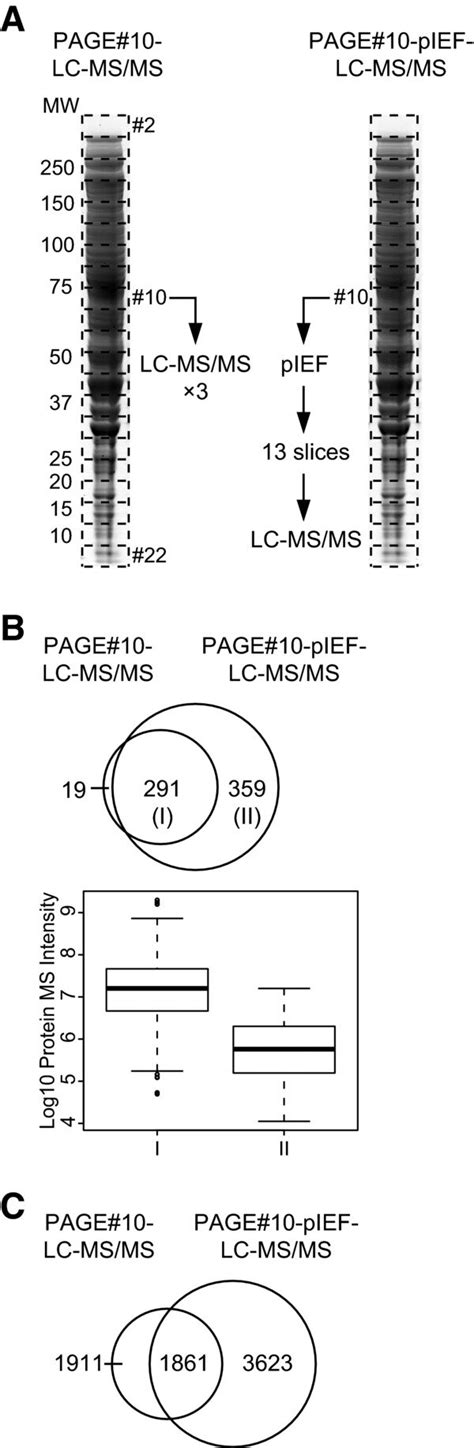 Proteome Profiling By PAGE PIEF LC MS MS A Schematic Representation