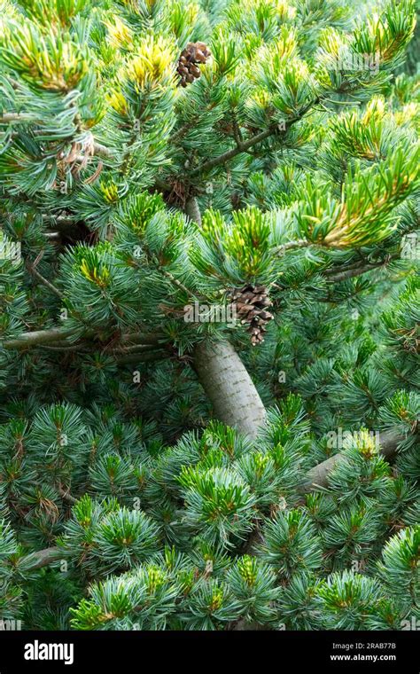 Japanese White Pine Tree Pinus Parviflora Coniferous Pine Branches Needles Pinus