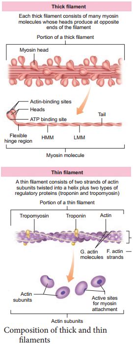 Structure Of Contractile Proteins